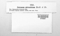 Coryneum microstictum image